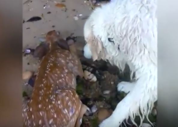 Dog Saves Deer