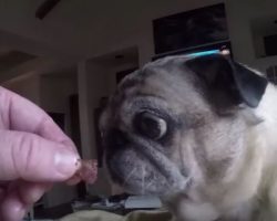 (Video) This Pug Adores Bacon. Now Watch Her Eyes Light Up When Dad Gives Her a Piece…
