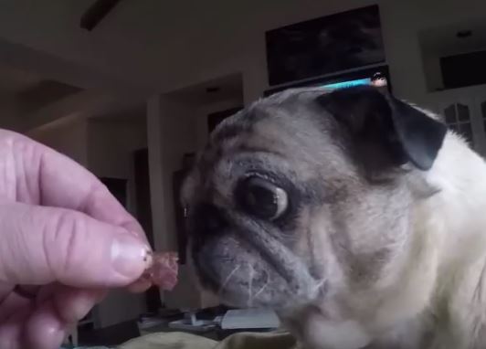 pugs loves bacon (video)