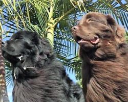Family Thinks They’re Getting 2 Normal Dogs, But Then They See Them in Person