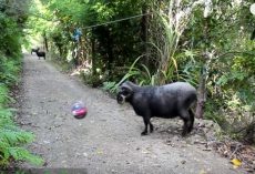 (Video) What Happens When a Tetherball is Left in the Forest is Hilarious