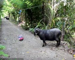 (Video) What Happens When a Tetherball is Left in the Forest is Hilarious