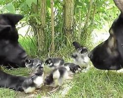 (Video) German Shepherd Puppy Carefully Watches Over Baby Chicks