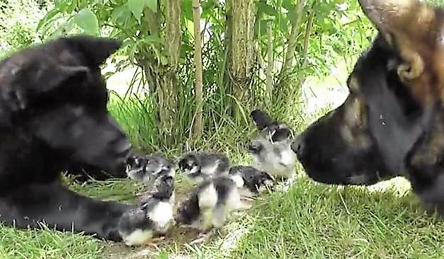 German Shepherds watching over chicks