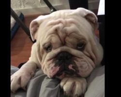 (Video) Bulldog Just Wants to be on the Bed, Makes Adorable Plea to Dad