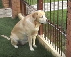 (Video) Vet Gave Cat 20% Chance to Live, But Now This Miracle Cat Joyfully Reunites With His Doggy BFF