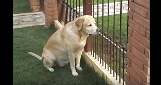 dog waiting for cat