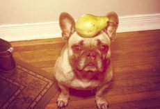 What Exotic Fruits, if Any, Can Dogs Eat?