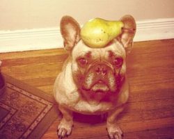 What Exotic Fruits, if Any, Can Dogs Eat?