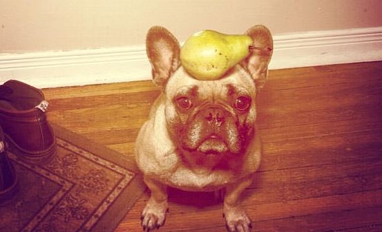dog with food on head