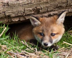 When a Man Found a Deceased Fox On the Side of the Road He Was NOT Prepared For What Would Happen 8 Hours Later.
