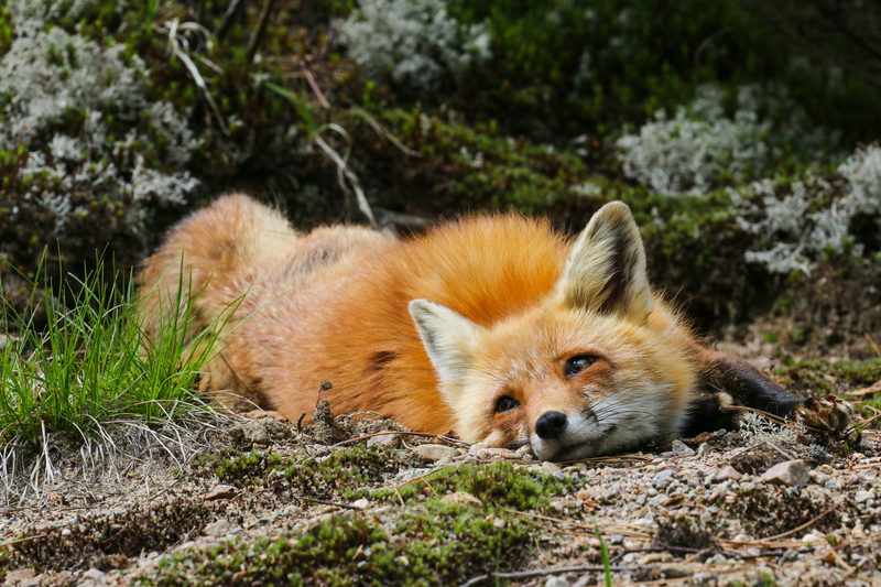 fox laying down
