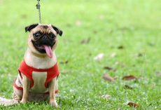 15 Pug Facts From Life That Most Pug Lover Didn’t Know (Until Now)