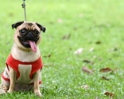 15 Pug Facts From Life That Most Pug Lover Didn’t Know (Until Now)