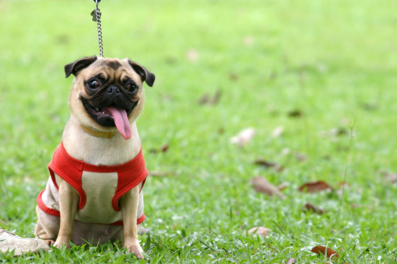 happy pug on leash in grass outside