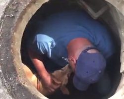 (Video) Kind Rescuer Takes Moment to Comfort Terrified Dog Stuck in Sewer Before Helping Him to Safety