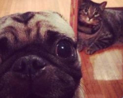 Pug Photobombing – It Doesn’t Get Any Better Than This!