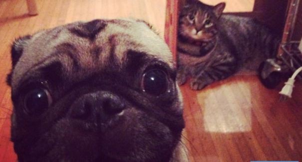 pug photobombing