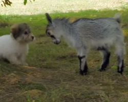 (Video) When a Goat Stares Down a Puppy, We Never Expected the Pup to React Like This