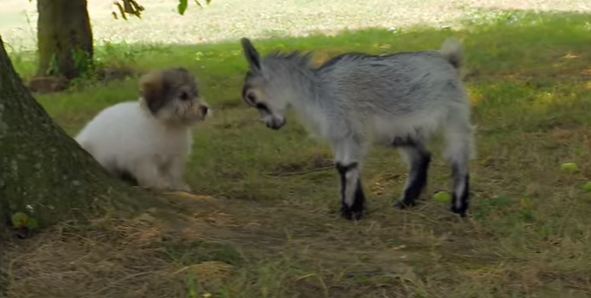 puppy and goat