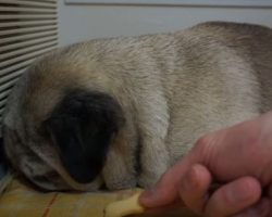 (Video) Pug is Sleeping Away When Mom Puts a Treat Near By. Now Keep Eyes on His Head – Wow!