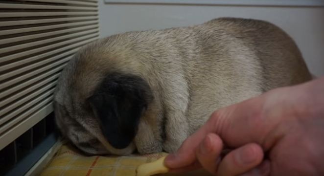 putting-treat-by-pug