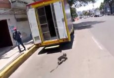 (Video) In One Terrifying Moment, Dog Gets Free From Owner and Runs Down Busy Street in Mexico City