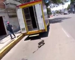 (Video) In One Terrifying Moment, Dog Gets Free From Owner and Runs Down Busy Street in Mexico City
