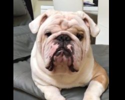 (Video) Man Tells His Bulldog to Show Some Teeth and Look Mean – LOL!