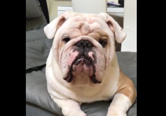 serious bulldog