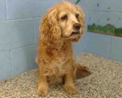 Cookie, an Abandoned Senior Dog, Finds Her Happily Ever After