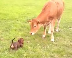 (Video) This Pup Can’t Contain Her Excitement When She Sees a Cow for the Very First Time