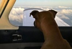Kind Hearted Veteran Purchases a Plane to Transport Shelter Dogs to Their New Homes