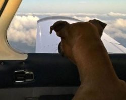 Kind Hearted Veteran Purchases a Plane to Transport Shelter Dogs to Their New Homes