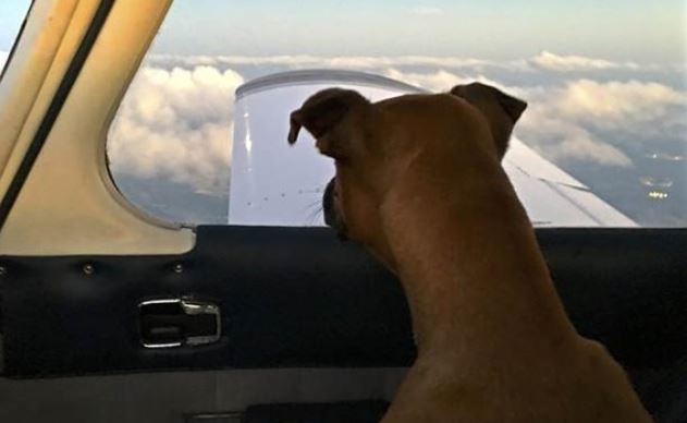 Dog in Plane