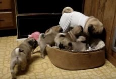 (Video) Rambunctious Puppies Adorably Play With Their Mom and it’s the Cutest