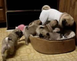 (Video) Rambunctious Puppies Adorably Play With Their Mom and it’s the Cutest