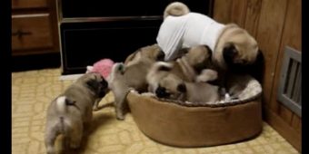 (Video) Rambunctious Puppies Adorably Play With Their Mom and it’s the Cutest