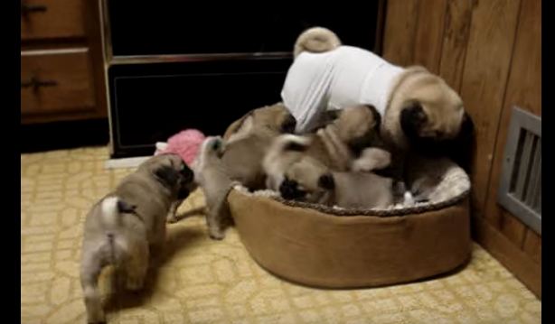 Mommy-pug-with-puppies