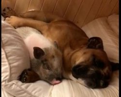 (Video) Bulldog and Pig Take a Snooze Together and We Can’t Stop Saying “Aww!”