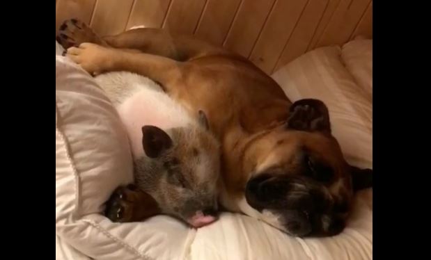 Pig and Dog Snooze