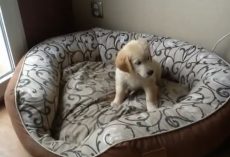 (Video) Puppy and Kitten Are Over the Moon Excited Over Their New Bed