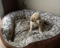 (Video) Puppy and Kitten Are Over the Moon Excited Over Their New Bed