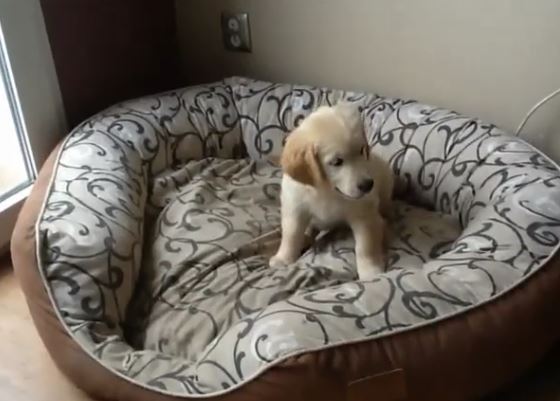 Puppy in Large Dog Bed