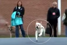 (Video) Soldier Receives Service Dog, Then Discovers the Truth About the Woman Inmate Who Trained Him