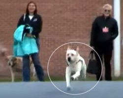 (Video) Soldier Receives Service Dog, Then Discovers the Truth About the Woman Inmate Who Trained Him