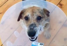 (Video) Old Dog Left to Die Because He is ‘Too Yucky to Live.’ Then Vets Decide to Try and Save Him.