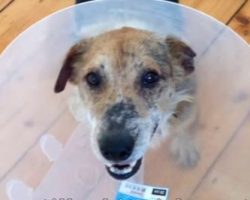 (Video) Old Dog Left to Die Because He is ‘Too Yucky to Live.’ Then Vets Decide to Try and Save Him.