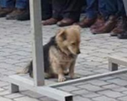 (Video) Doggy Runs Away From New Owner Daily. His Quest is Leaving the Internet Heartbroken.