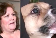 (Video) Dog Who Was Just Adopted Won’t Quit Growling. Nervous Owner Makes Scary Discovery